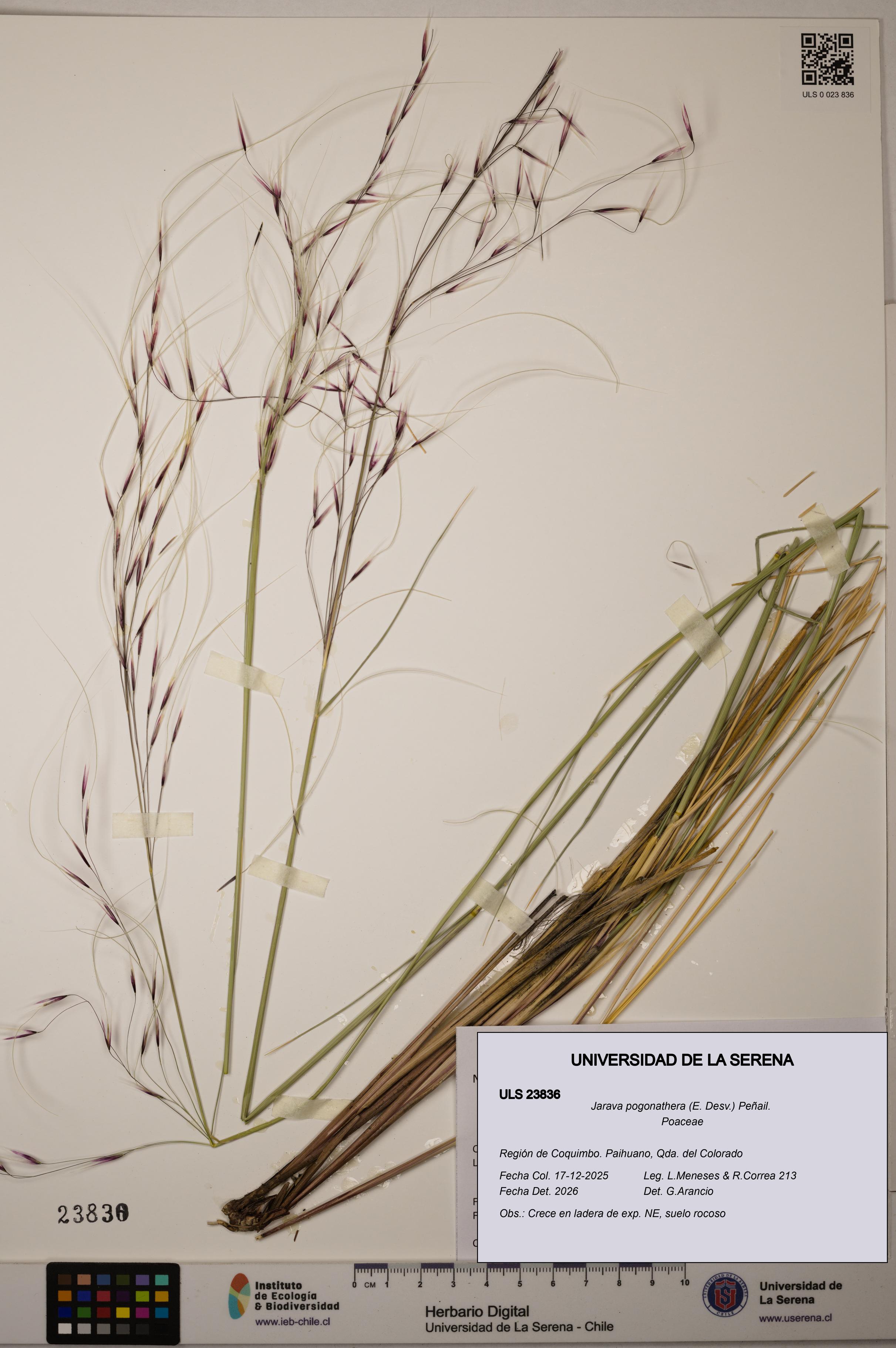 Jarava pogonathera [Espécimen: ULS:ULS:0023836]