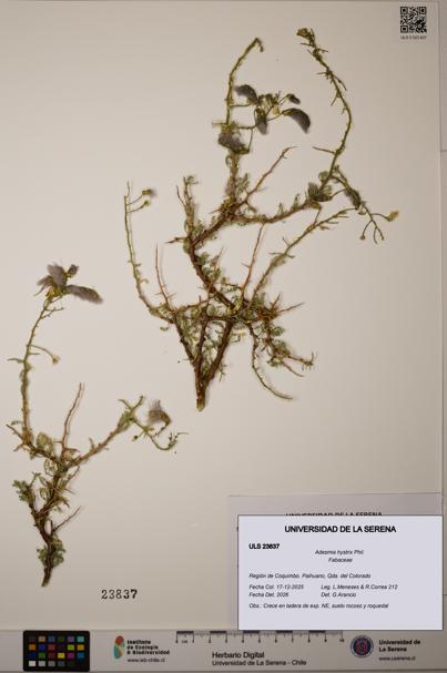 Adesmia hystrix [Espécimen: ULS:ULS:0023837]