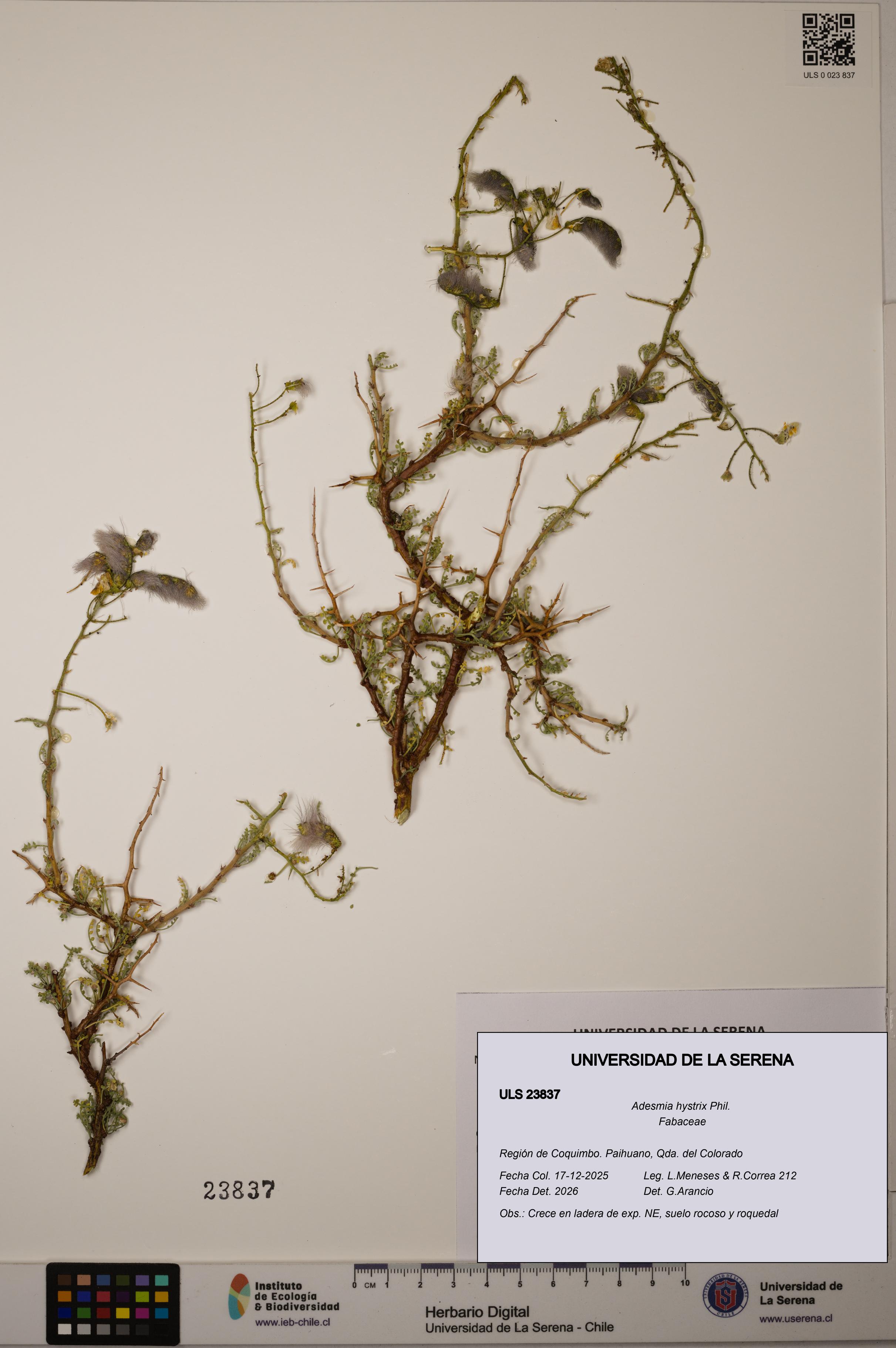 Adesmia hystrix [Espécimen: ULS:ULS:0023837]