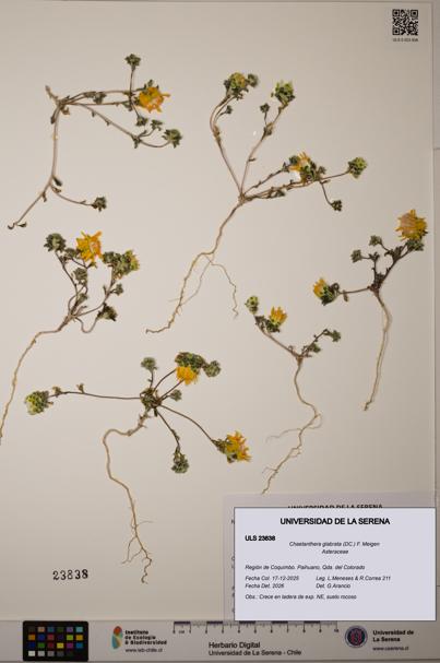 Chaetanthera glabrata [Espécimen: ULS:ULS:0023838]