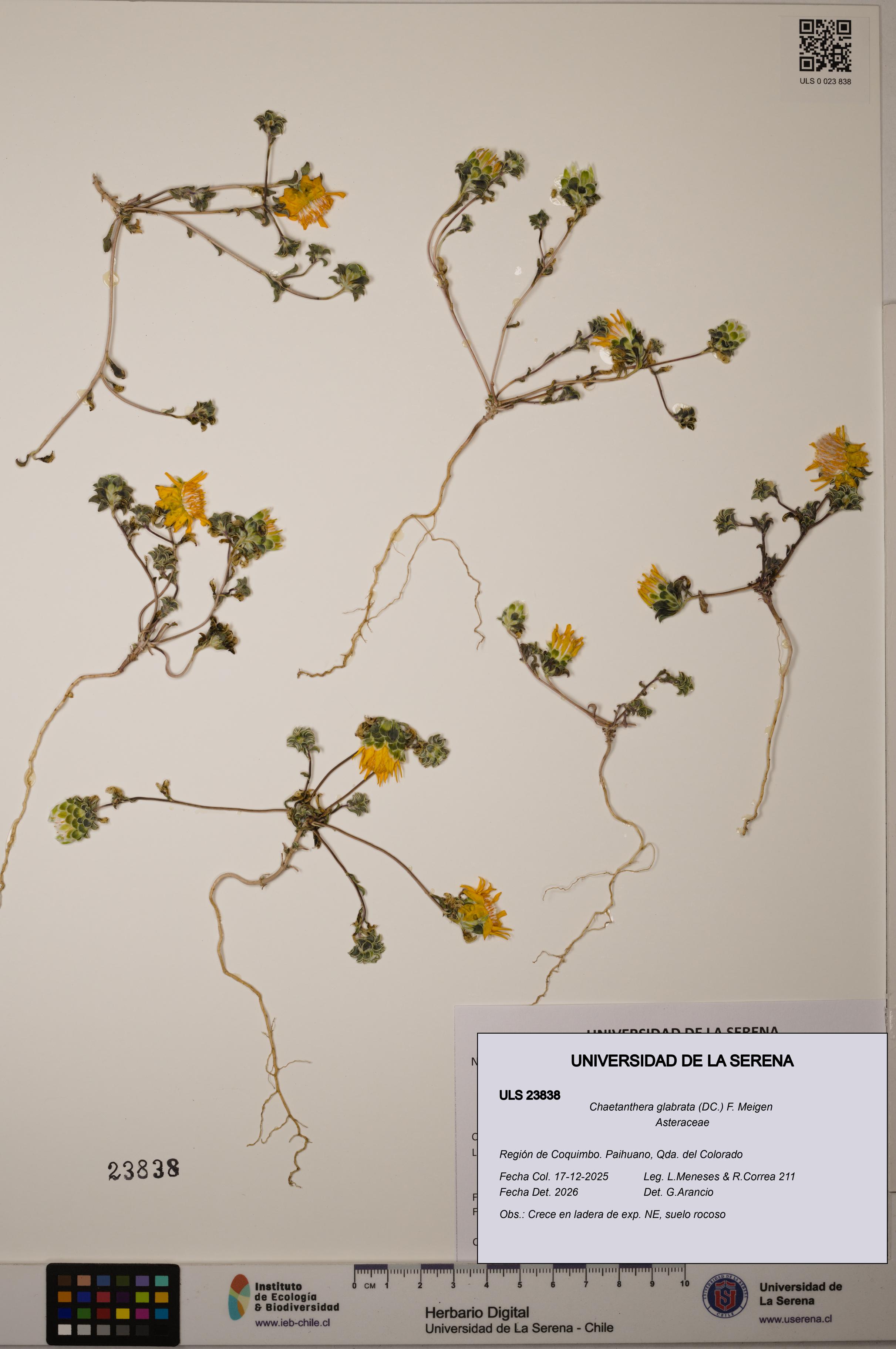 Chaetanthera glabrata [Espécimen: ULS:ULS:0023838]