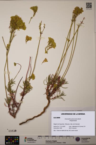 Chorizanthe peduncularis [Espécimen: ULS:ULS:0023839]
