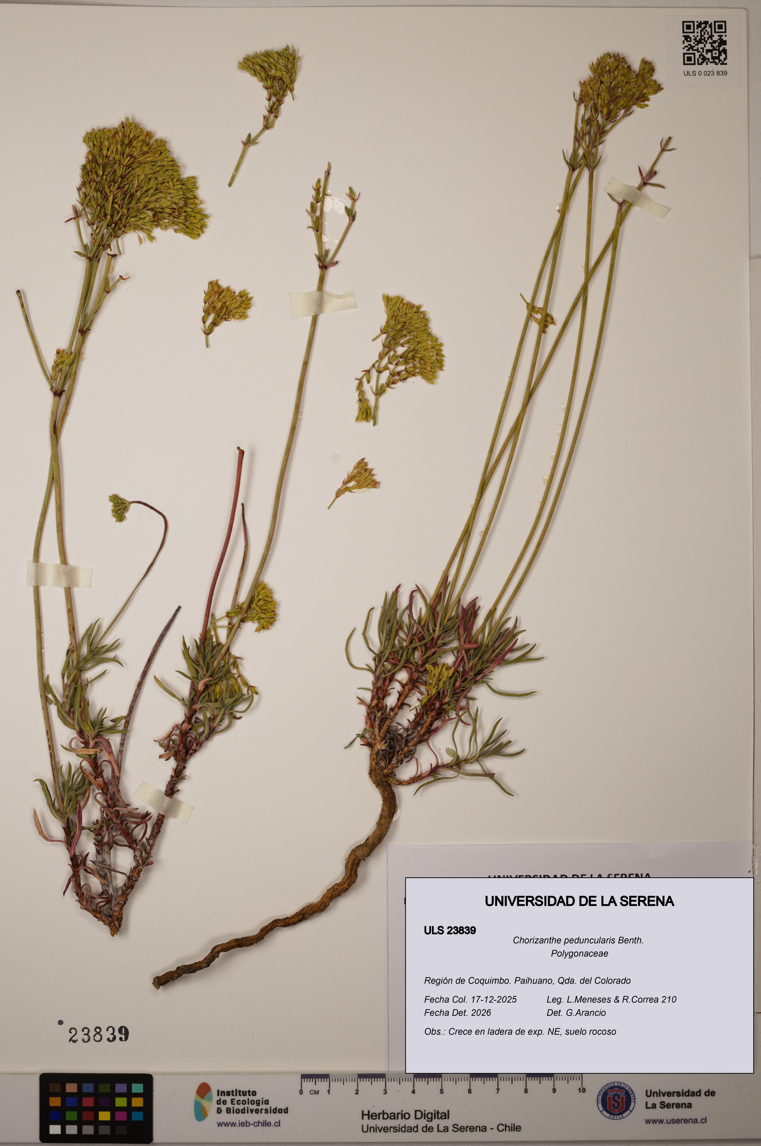 Chorizanthe peduncularis [Espécimen: ULS:ULS:0023839]
