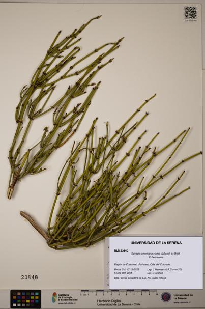 Ephedra americana [Espécimen: ULS:ULS:0023840]