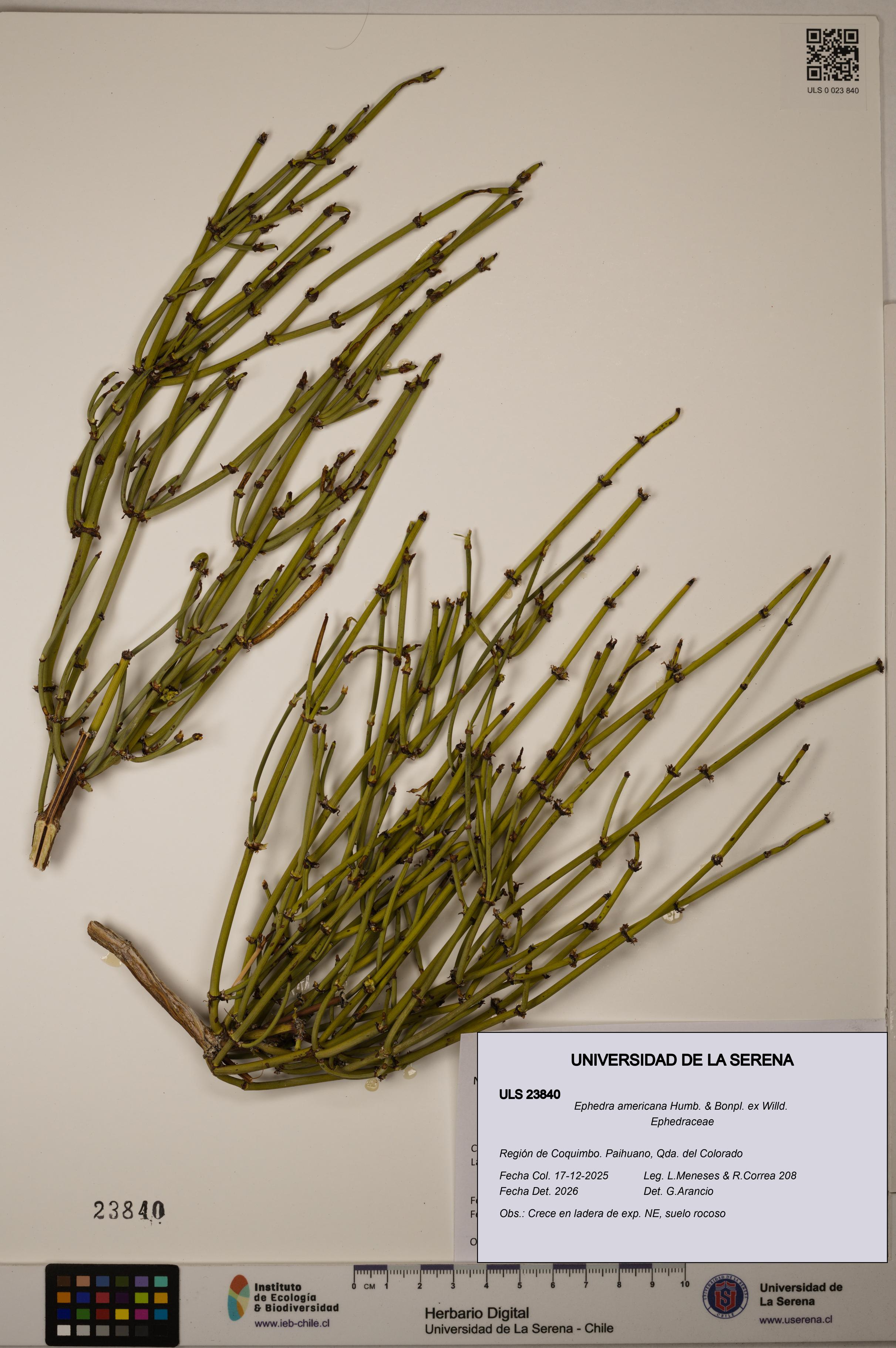 Ephedra americana [Espécimen: ULS:ULS:0023840]