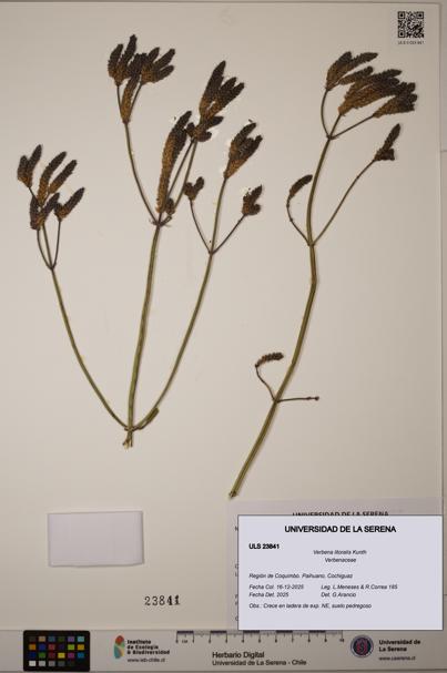Verbena litoralis [Espécimen: ULS:ULS:0023841]