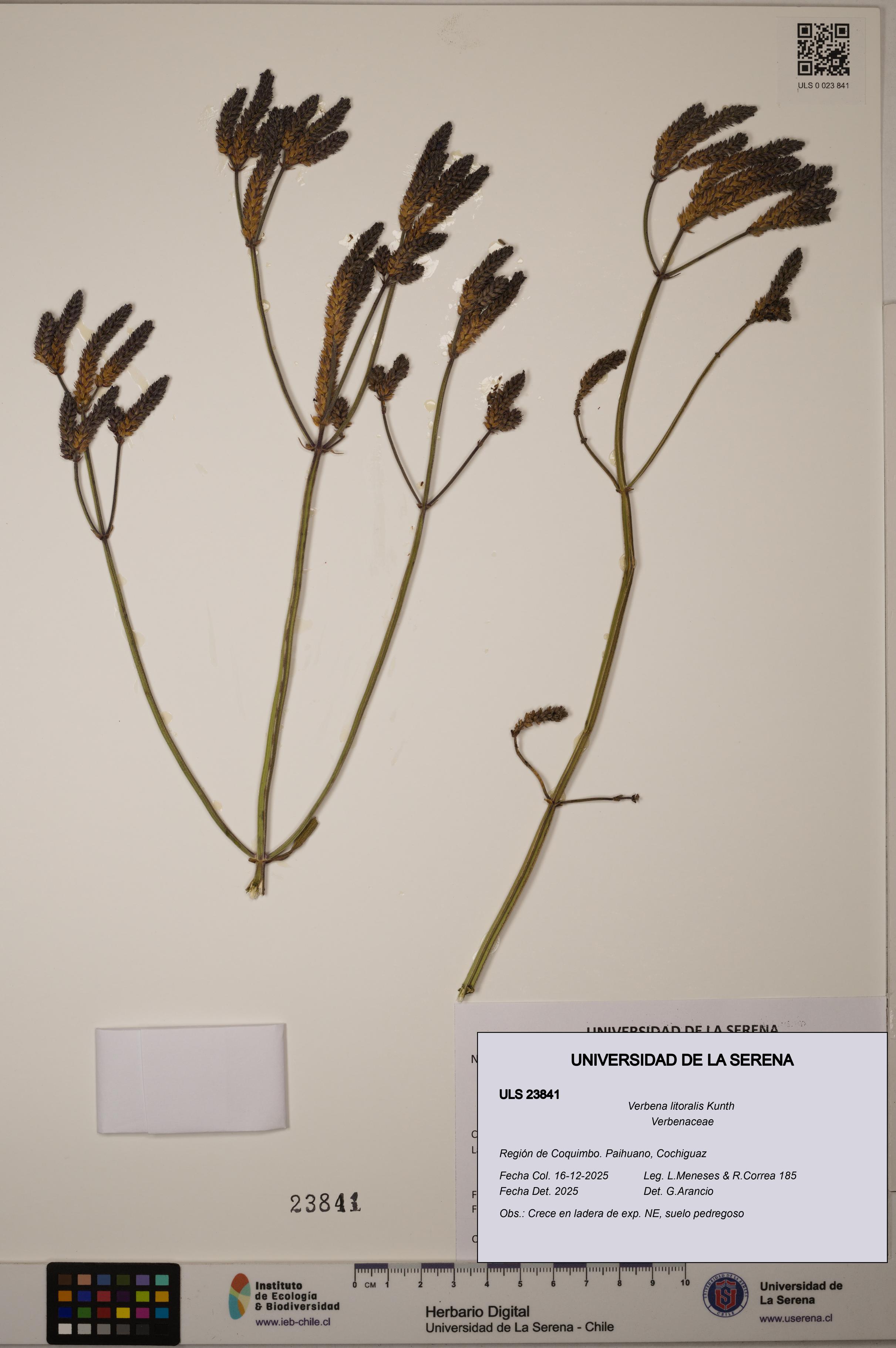 Verbena litoralis [Espécimen: ULS:ULS:0023841]