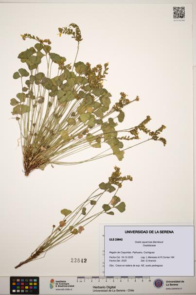 Oxalis squarrosa [Espécimen: ]