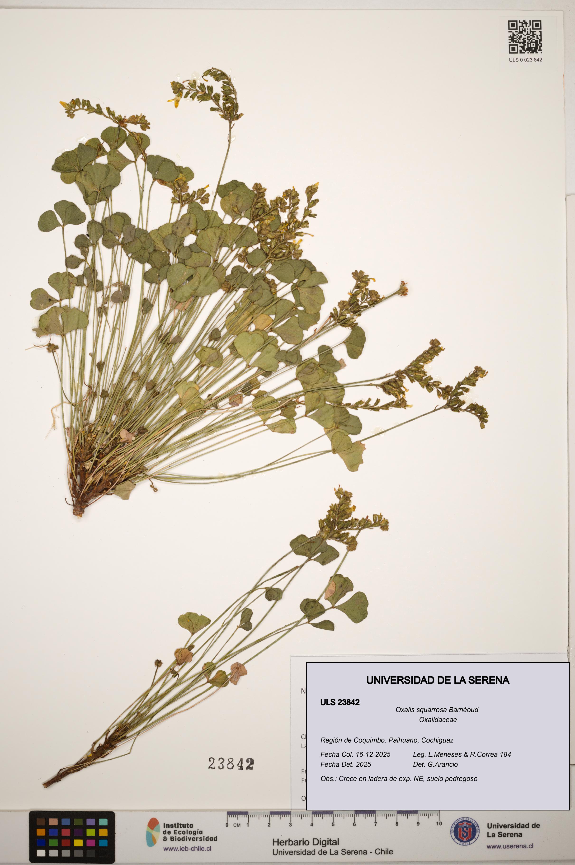 Oxalis squarrosa [Espécimen: ]