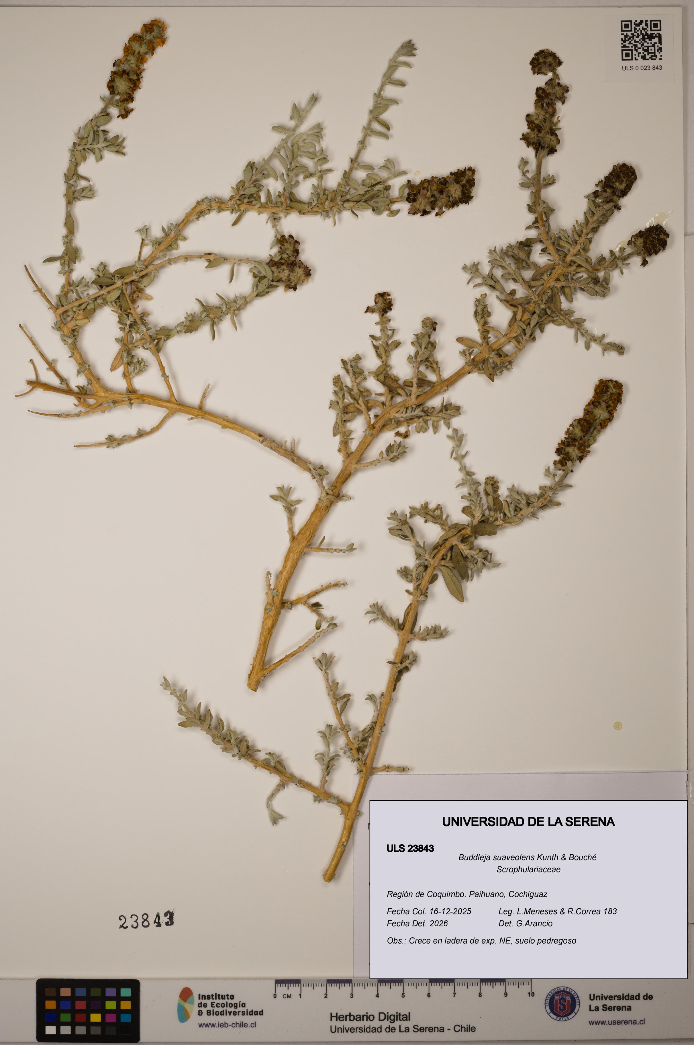 Buddleja suaveolens [Espécimen: ULS:ULS:0023843]