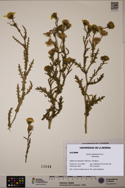 Senecio adenotrichius [Espécimen: ULS:ULS:0023844]