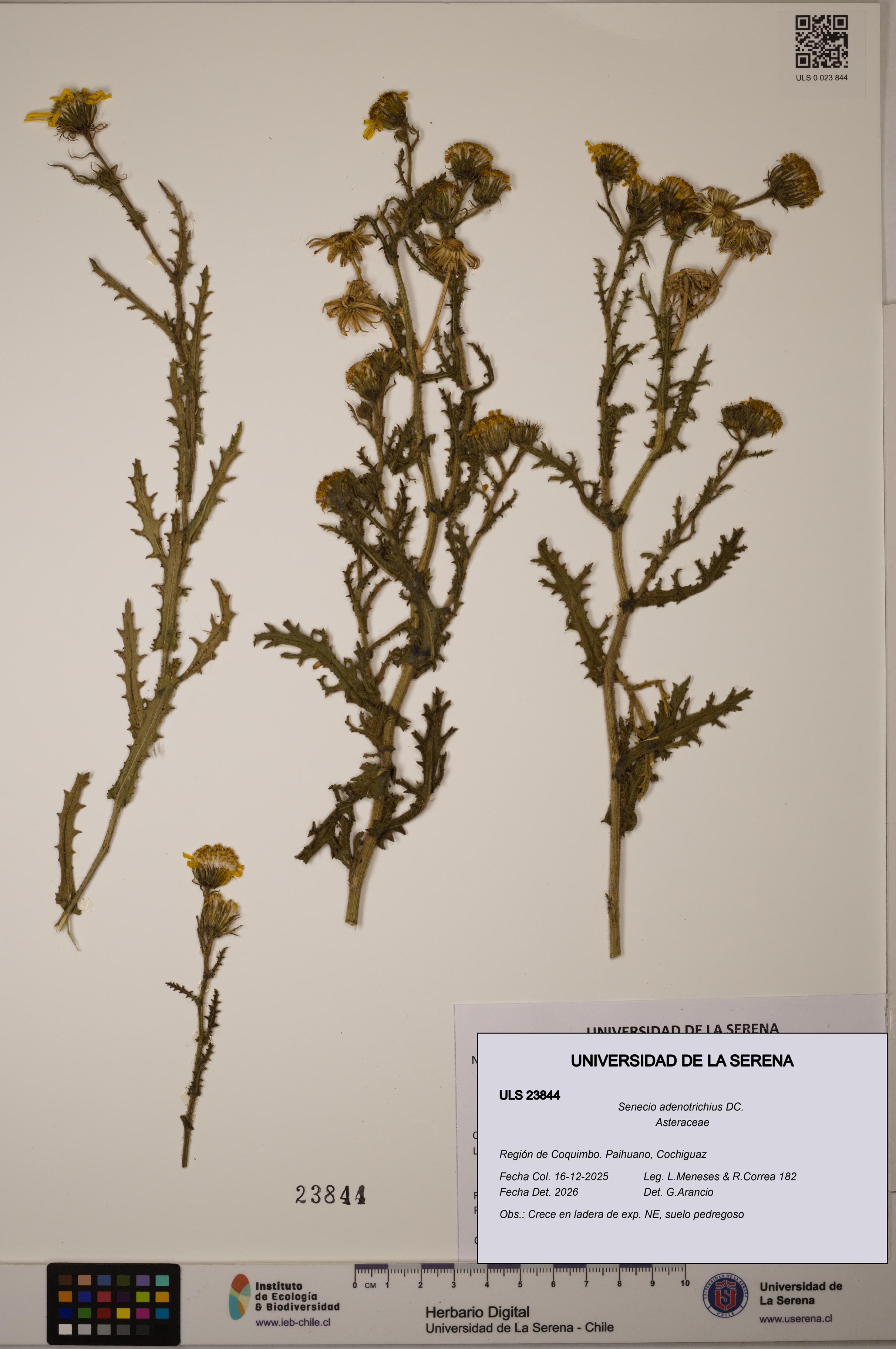 Senecio adenotrichius [Espécimen: ULS:ULS:0023844]