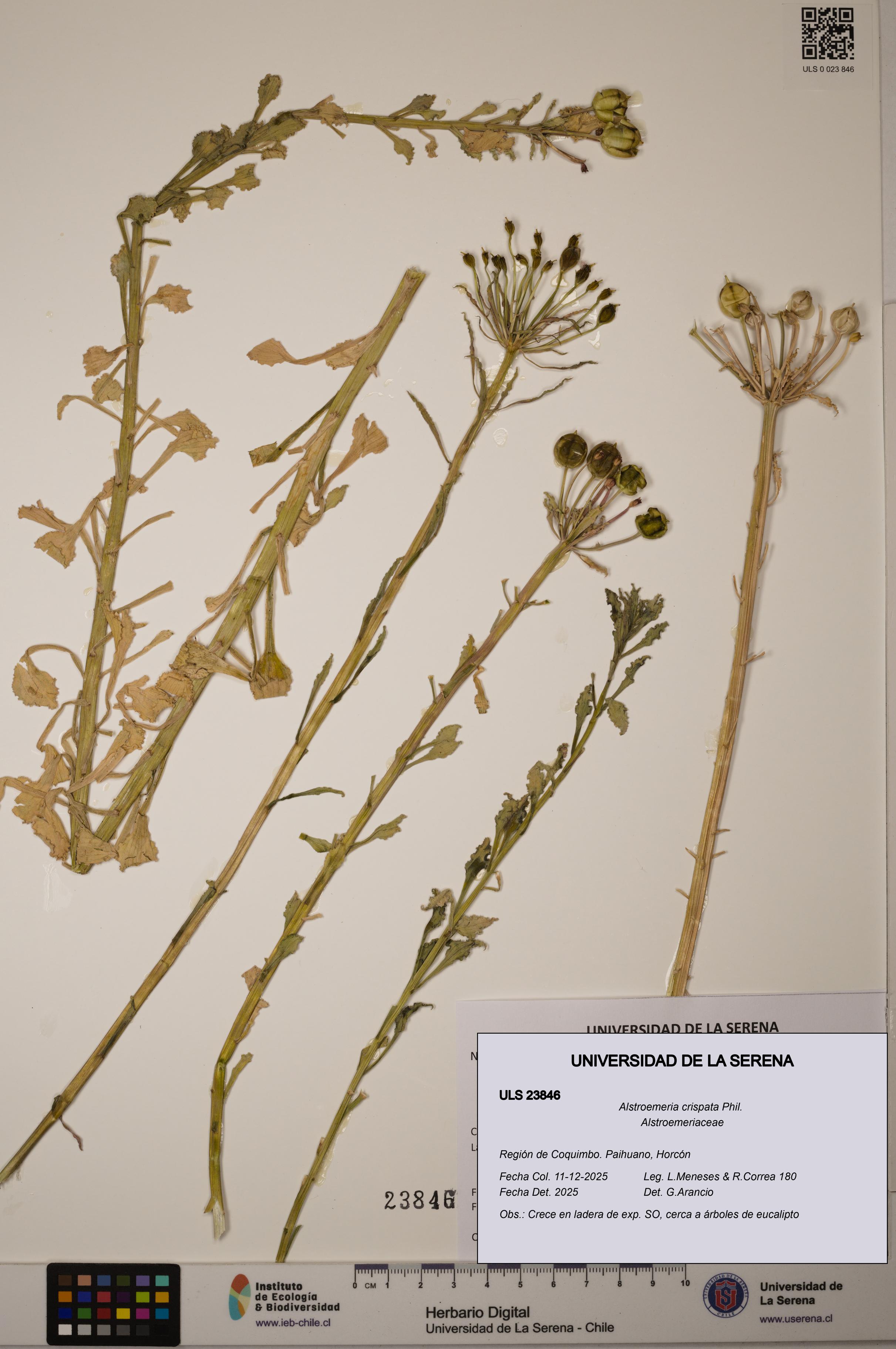 Alstroemeria crispata [Espécimen: ULS:ULS:0023846]