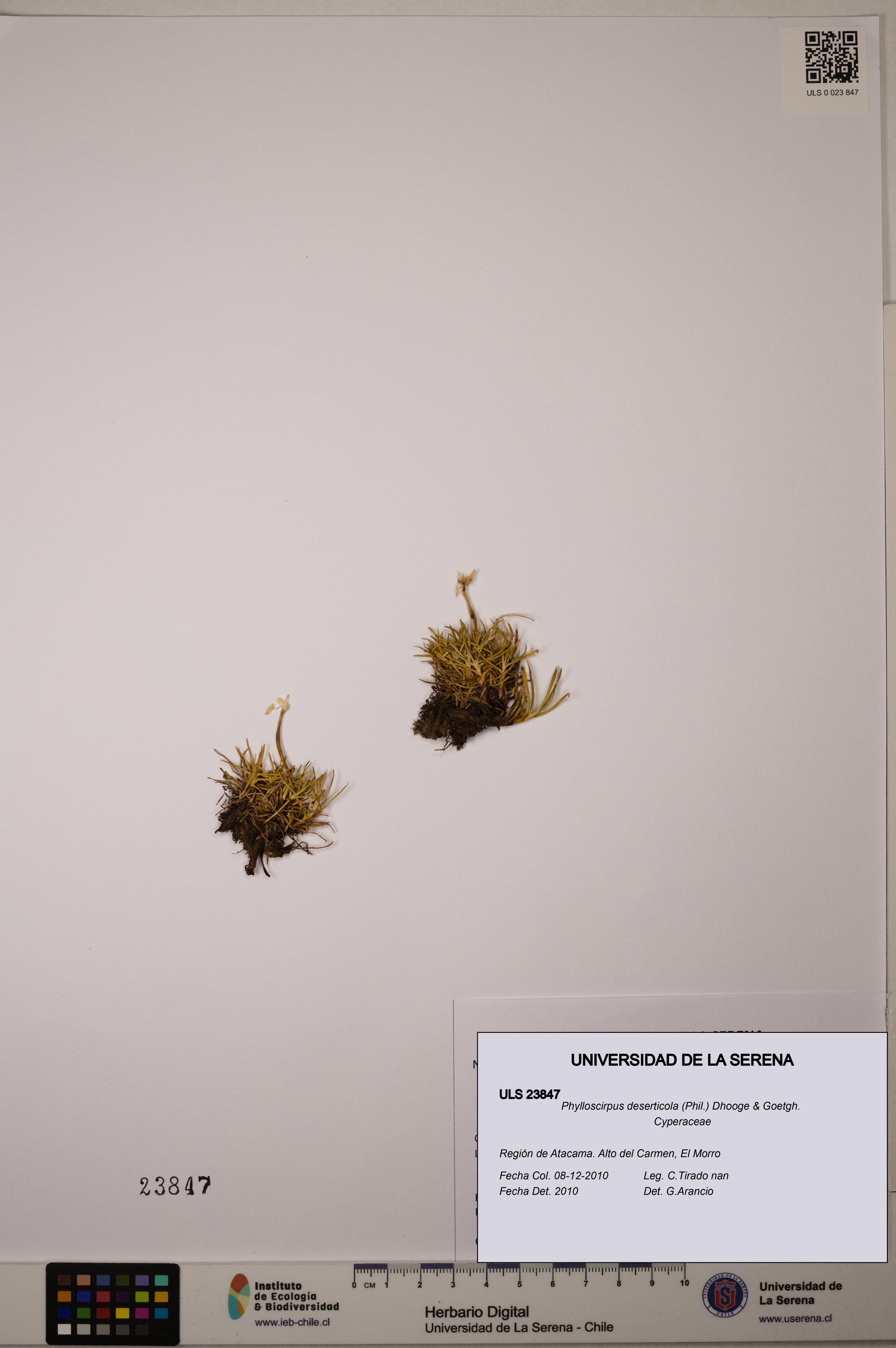 Phylloscirpus deserticola [Espécimen: ULS:ULS:0023847]