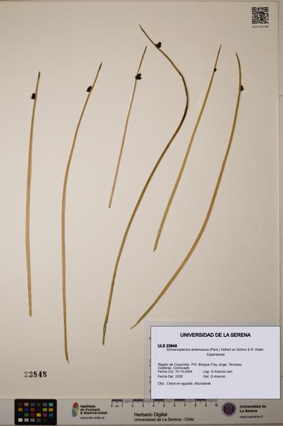 Schoenoplectus americanus [Espécimen: ]