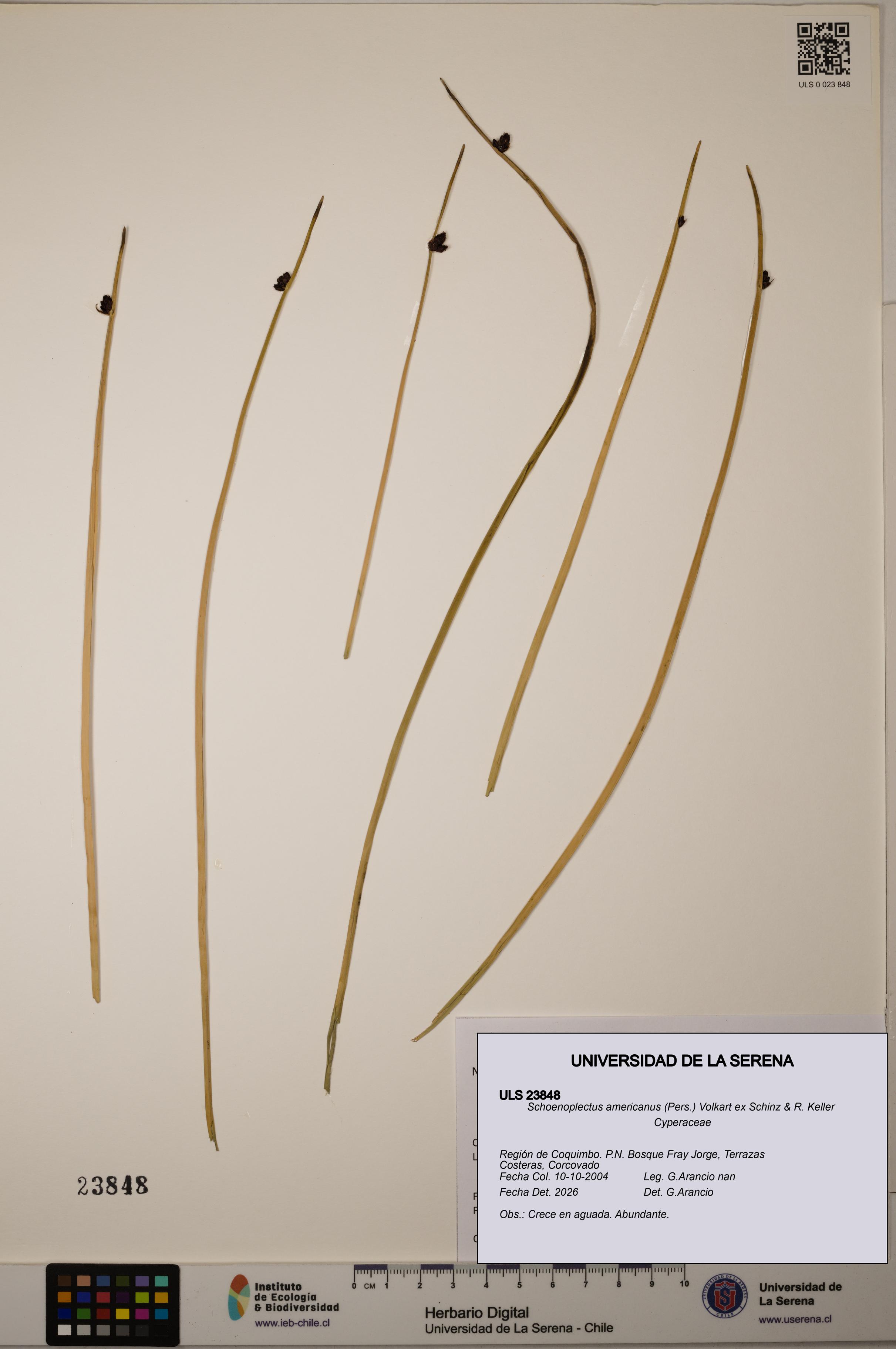 Schoenoplectus americanus [Espécimen: ]