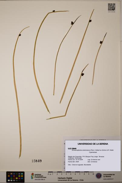Schoenoplectus americanus [Espécimen: ]