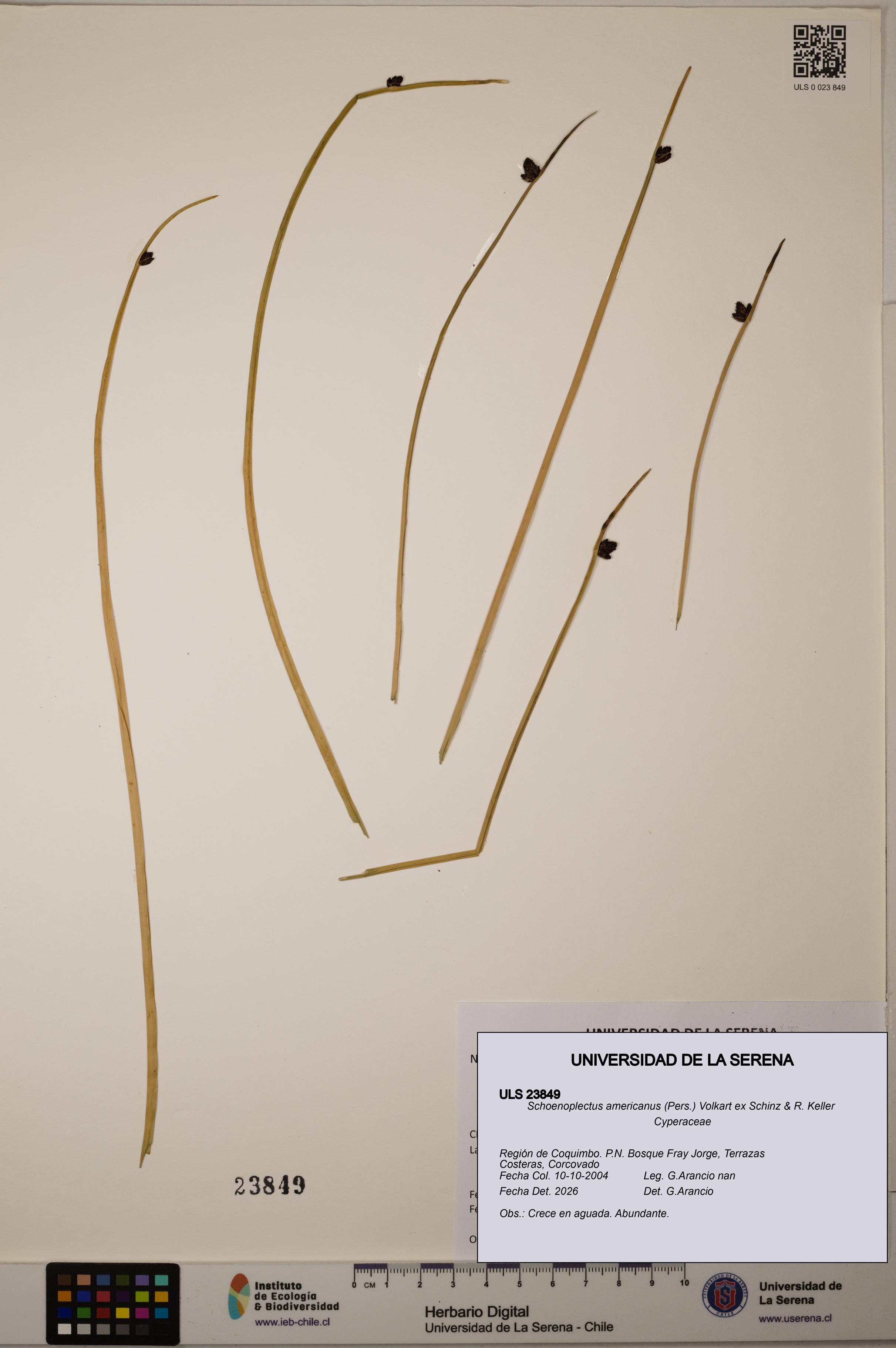Schoenoplectus americanus [Espécimen: ]