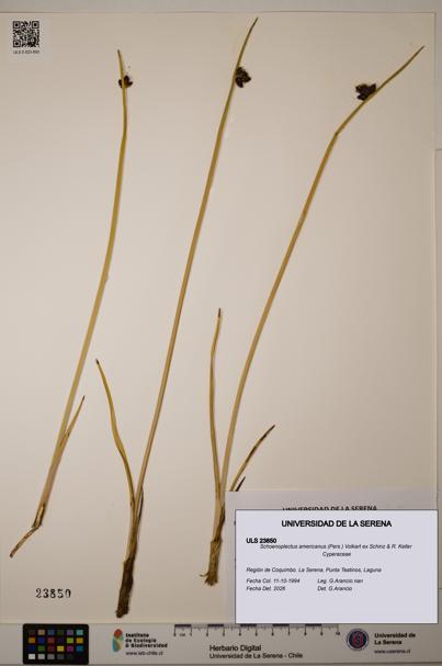 Schoenoplectus americanus [Espécimen: ]