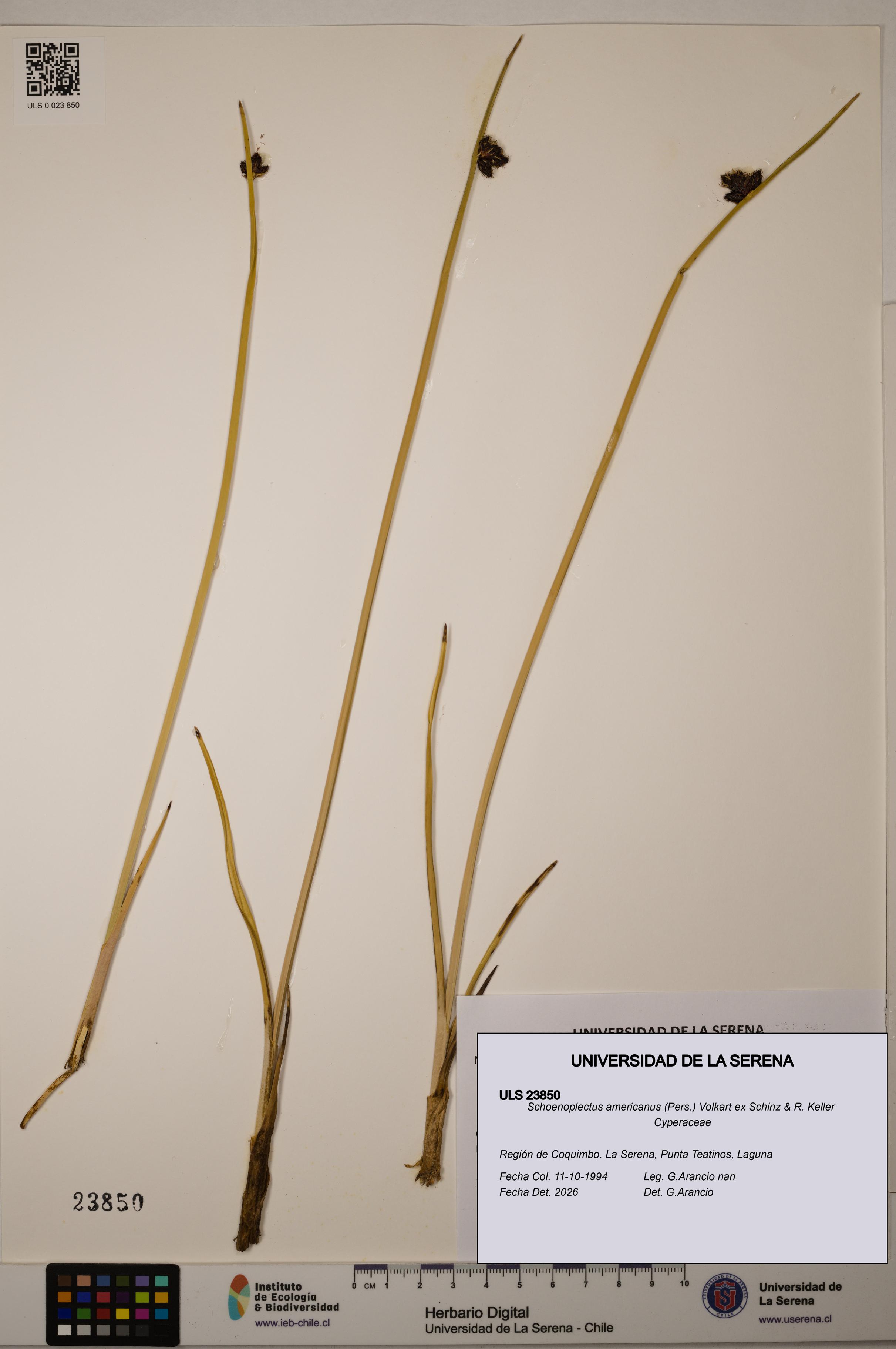 Schoenoplectus americanus [Espécimen: ]
