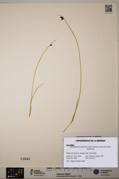 Schoenoplectus americanus [Espécimen: ]