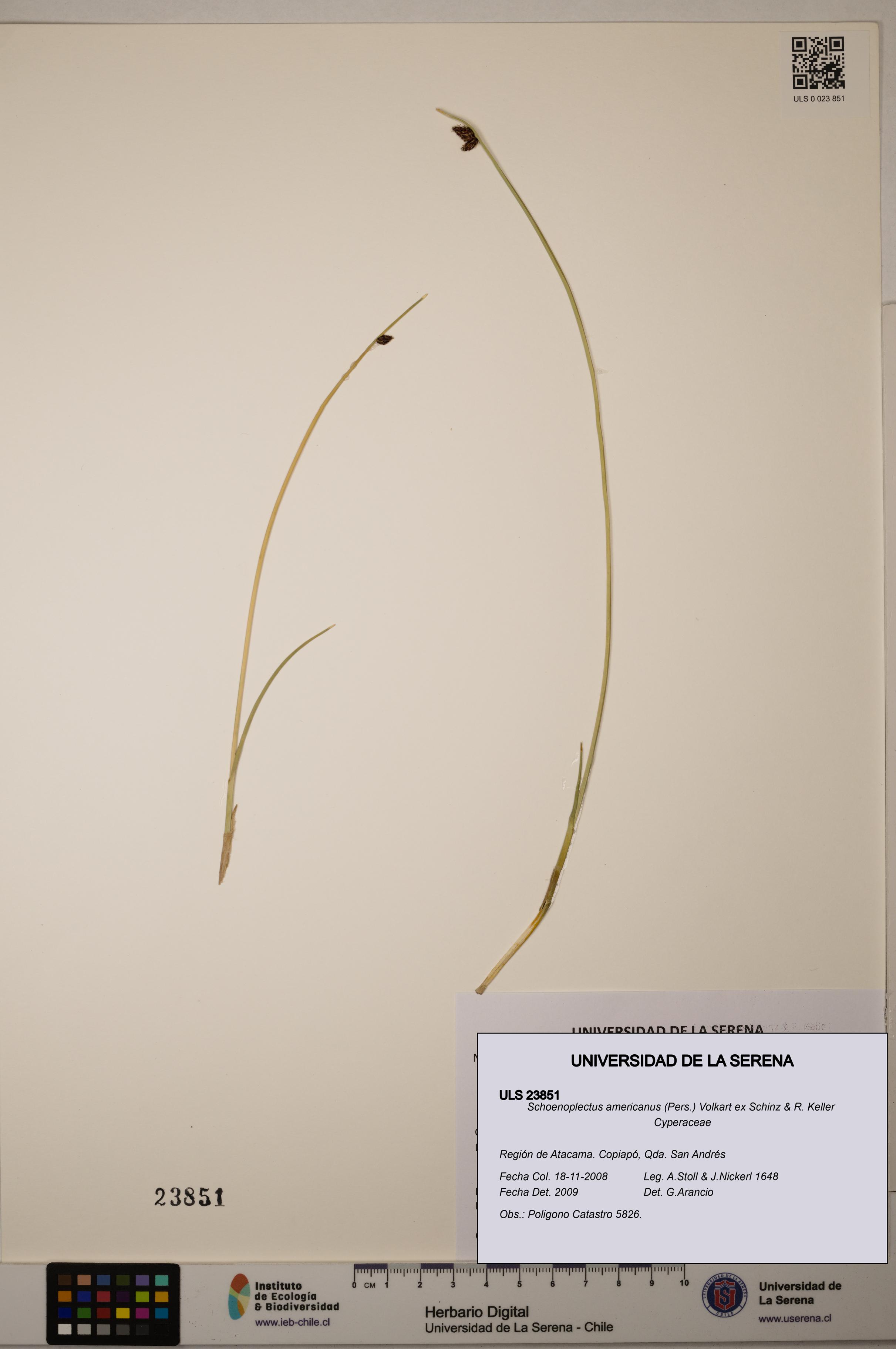 Schoenoplectus americanus [Espécimen: ]