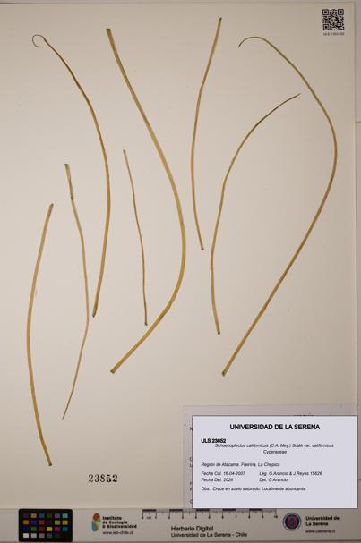 Schoenoplectus californicus [Espécimen: ]