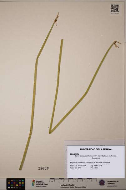Schoenoplectus californicus [Espécimen: ]