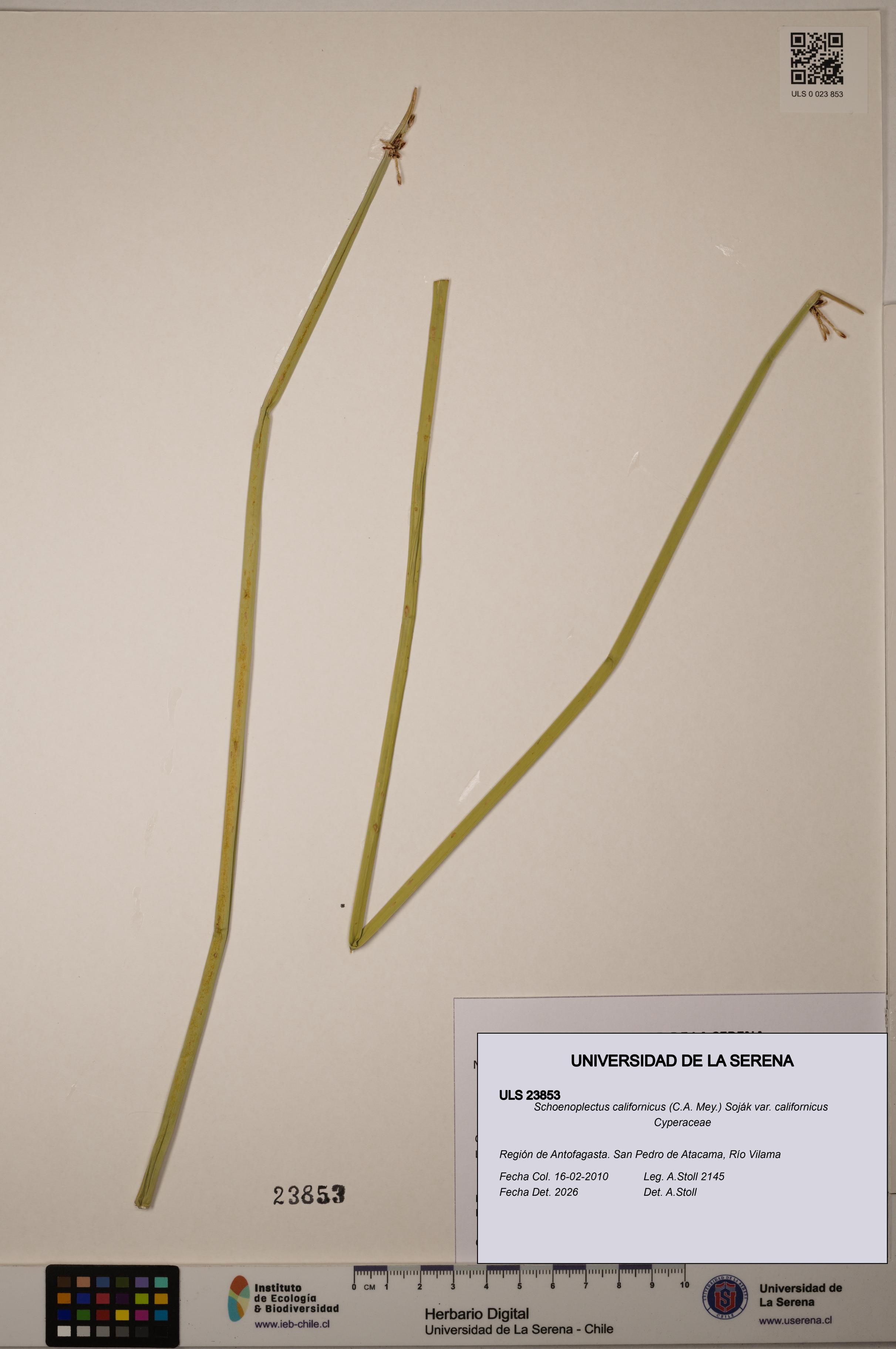 Schoenoplectus californicus [Espécimen: ]
