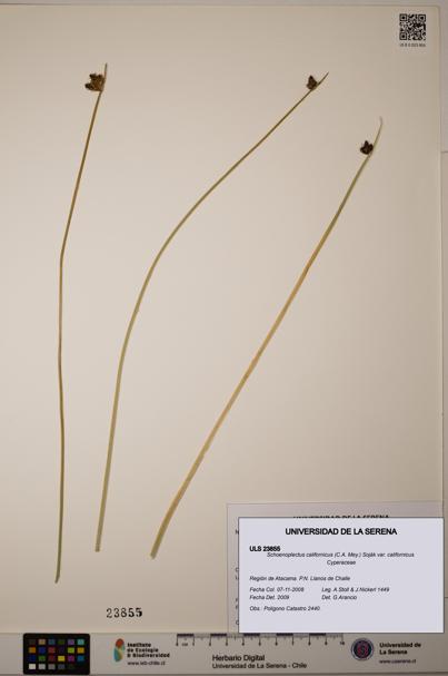 Schoenoplectus californicus [Espécimen: ]