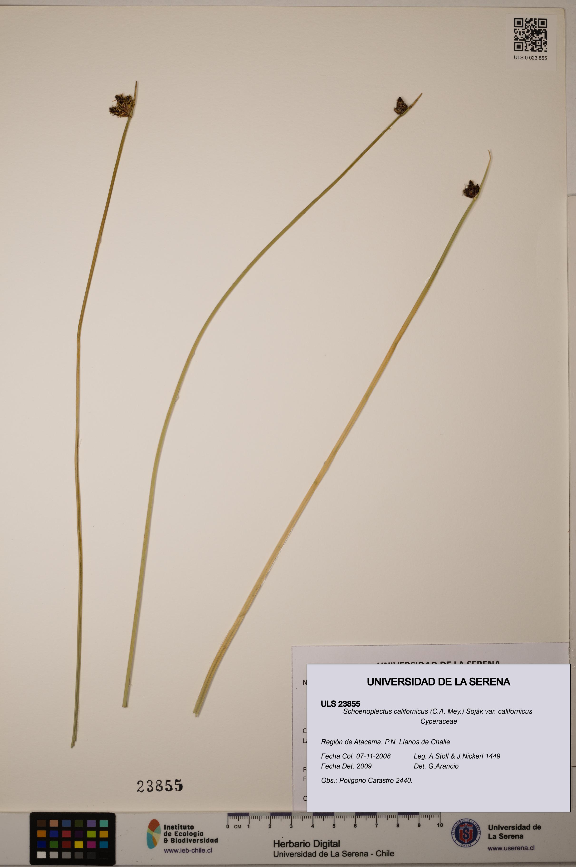 Schoenoplectus californicus [Espécimen: ]