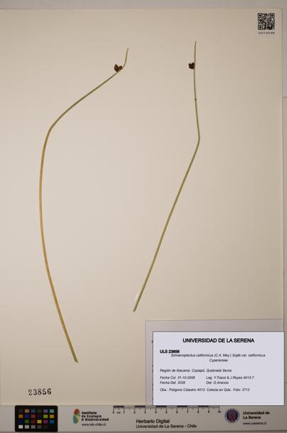 Schoenoplectus californicus [Espécimen: ]