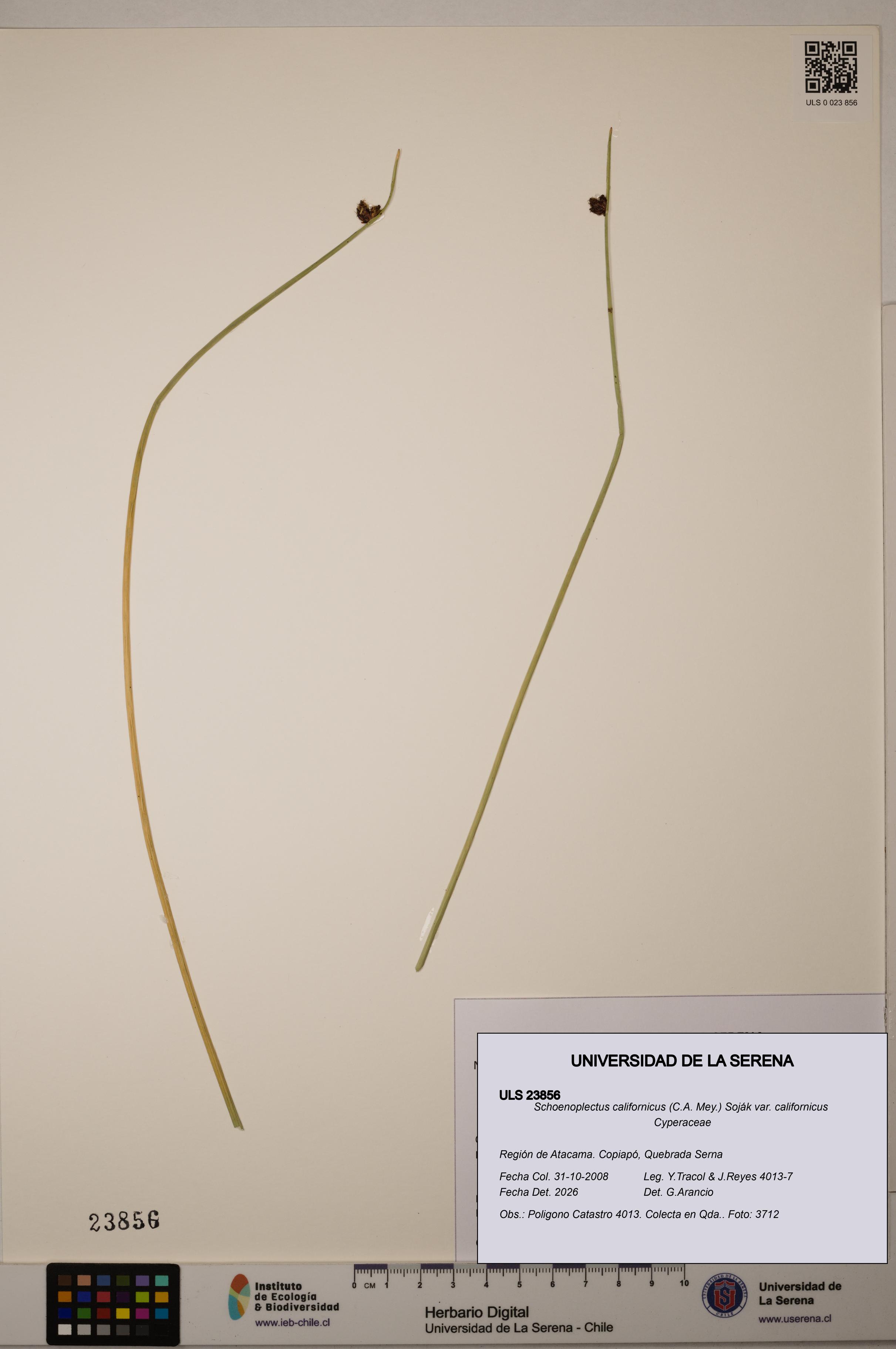 Schoenoplectus californicus [Espécimen: ]