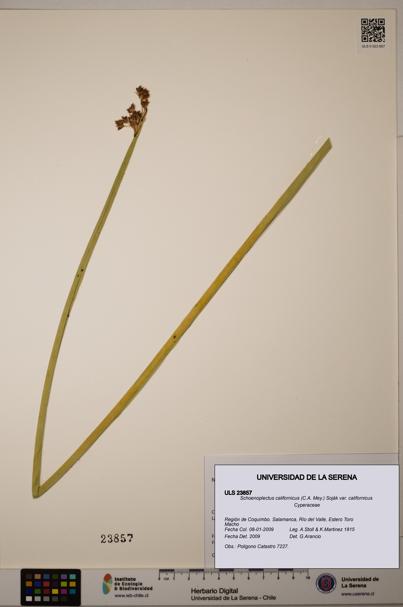 Schoenoplectus californicus [Espécimen: ]