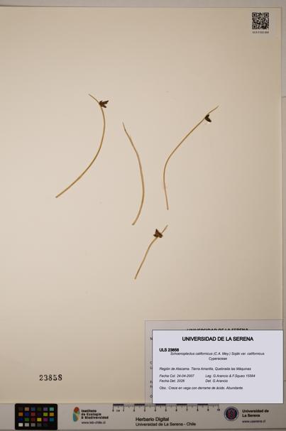 Schoenoplectus californicus [Espécimen: ]