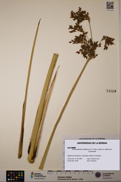 Schoenoplectus californicus [Espécimen: ]