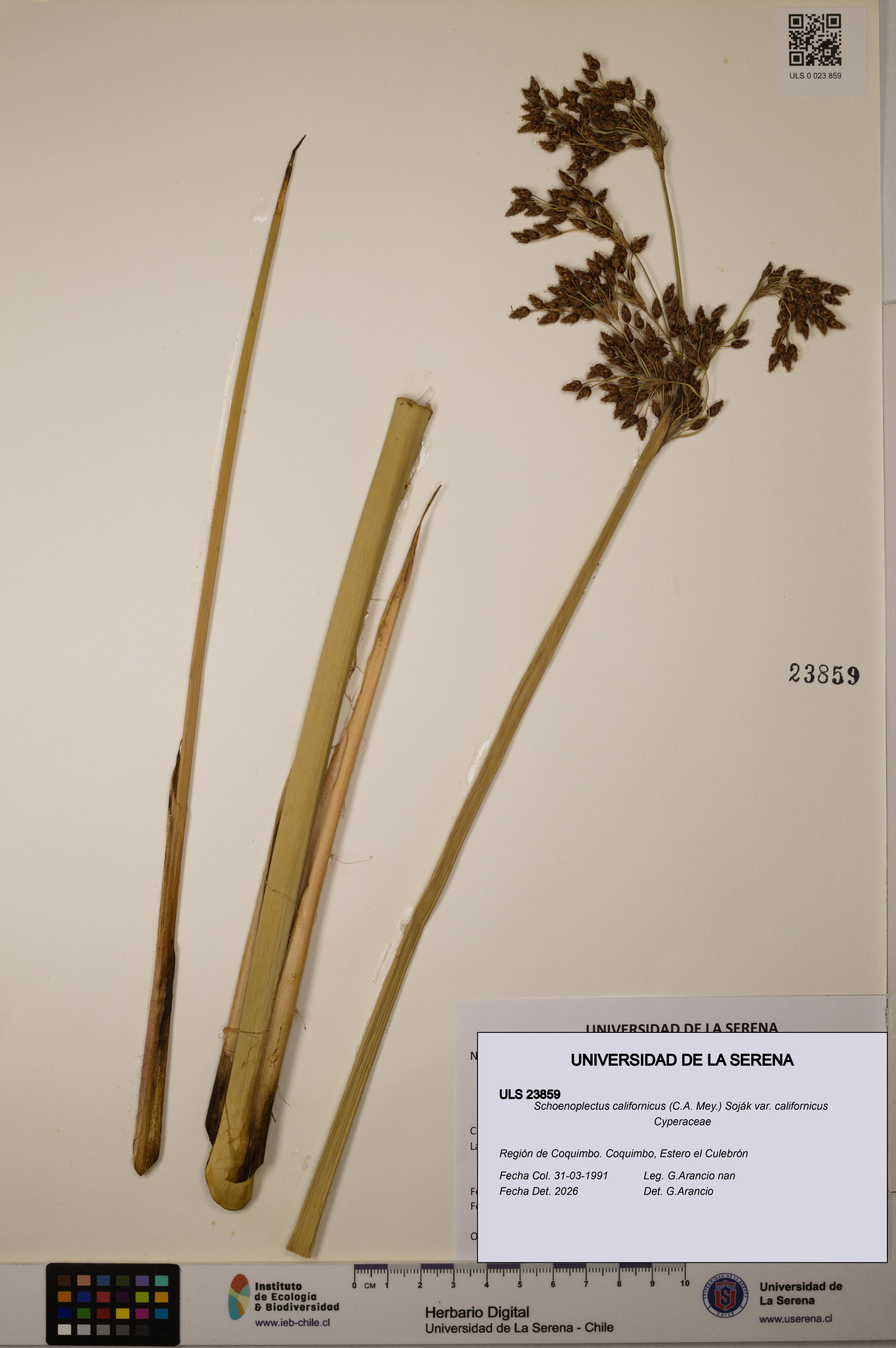 Schoenoplectus californicus [Espécimen: ]