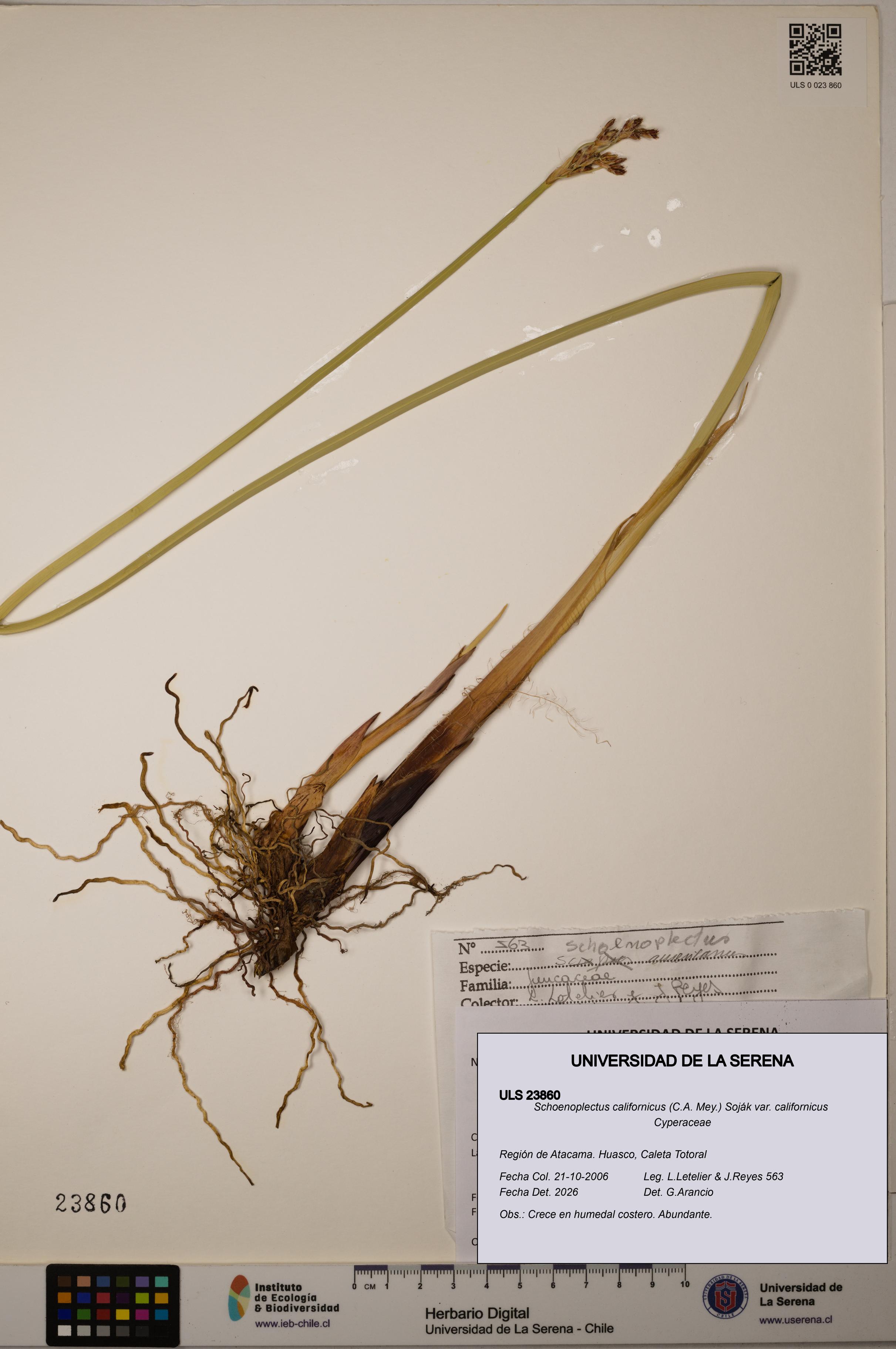 Schoenoplectus californicus [Espécimen: ]