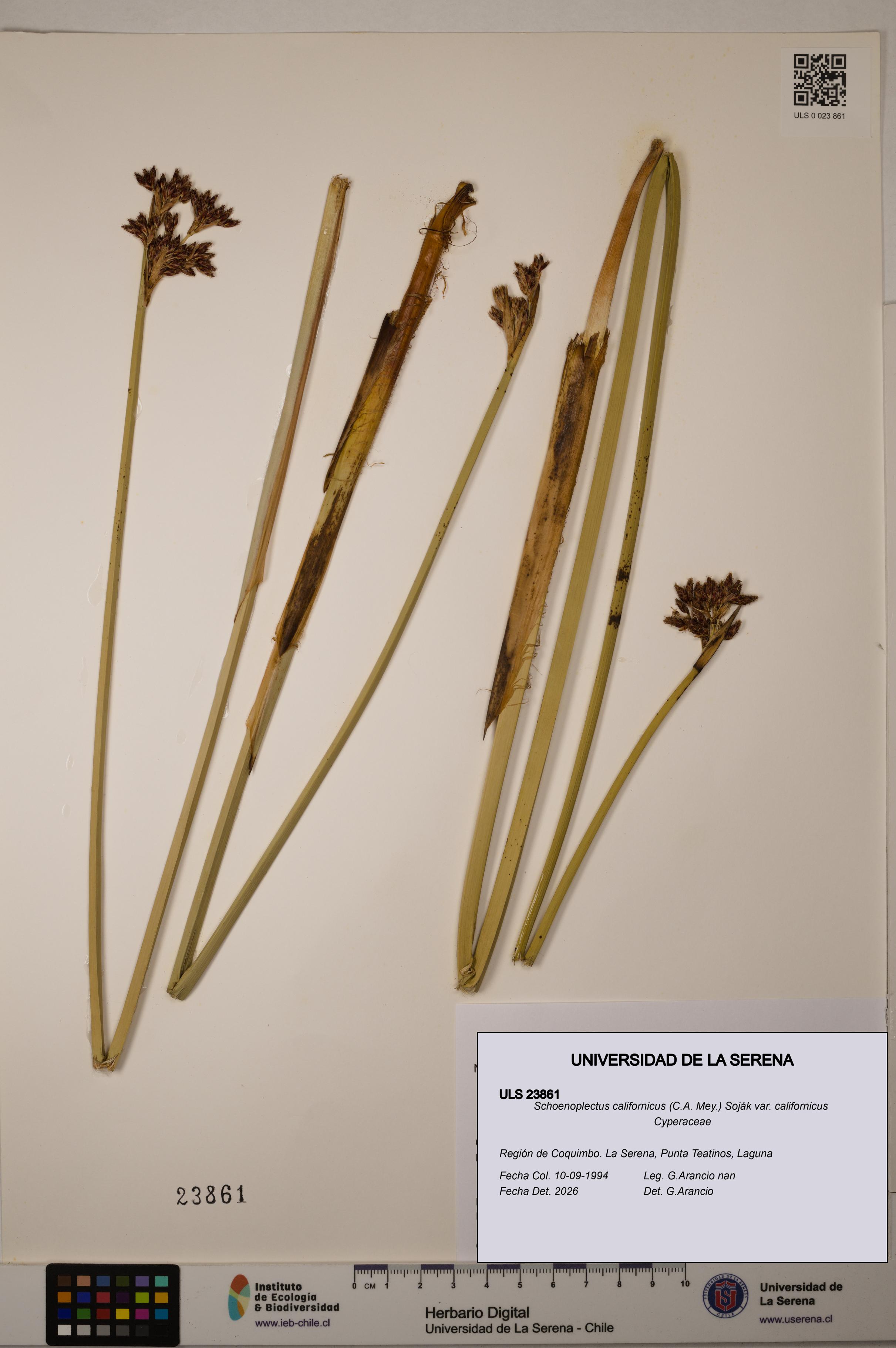 Schoenoplectus californicus [Espécimen: ]
