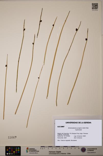 Schoenoplectus pungens [Espécimen: ]