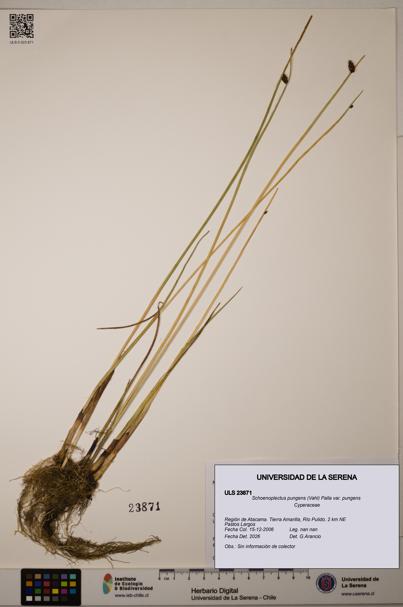 Schoenoplectus pungens [Espécimen: ]