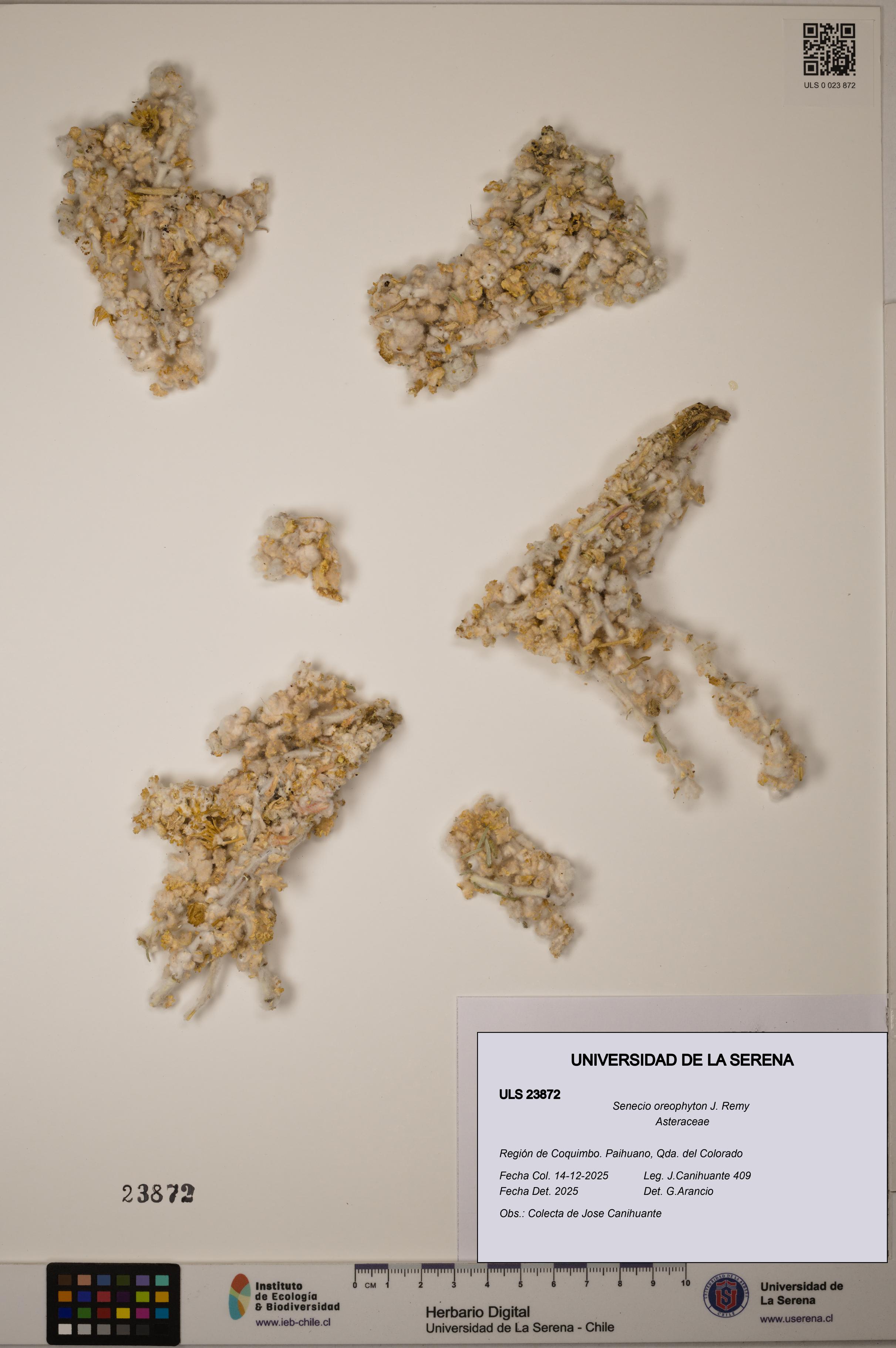 Senecio oreophyton [Espécimen: ULS:ULS:0023872]