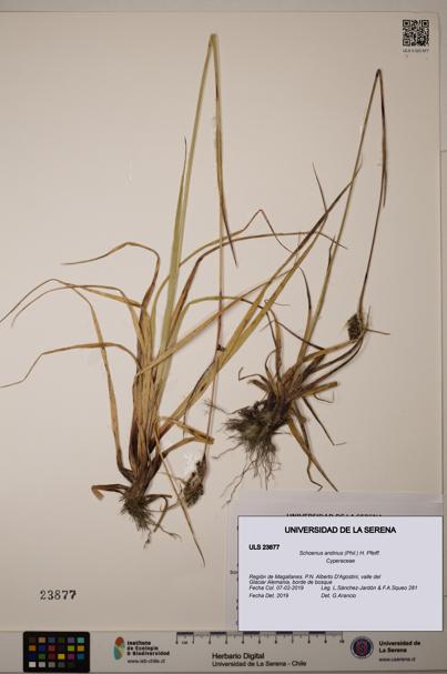 Schoenus andinus [Espécimen: ULS:ULS:0023877]