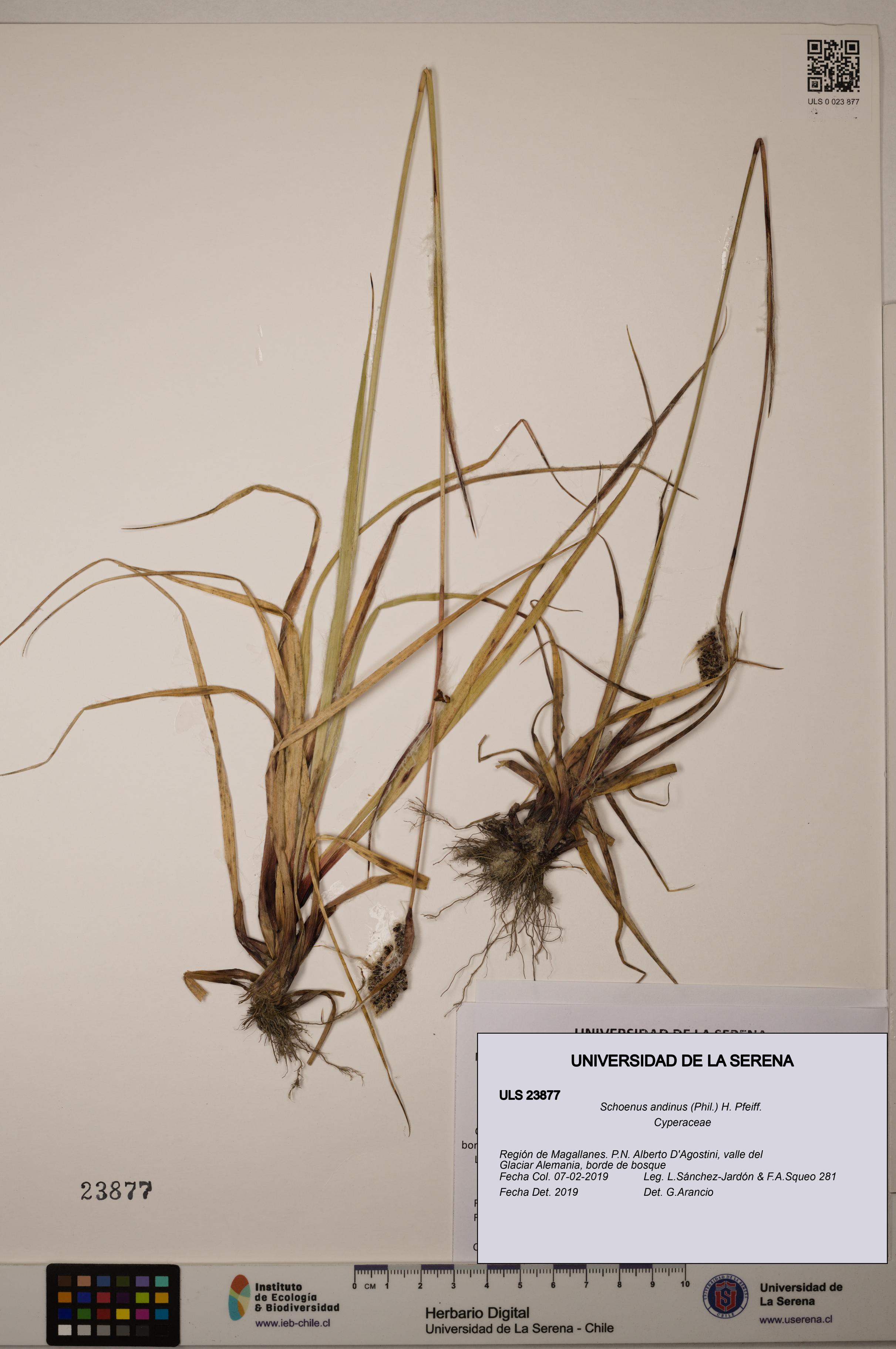 Schoenus andinus [Espécimen: ULS:ULS:0023877]