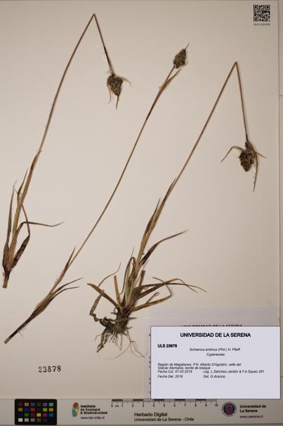 Schoenus andinus [Espécimen: ULS:ULS:0023878]