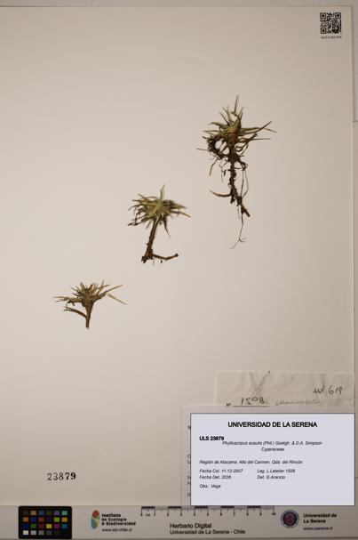 Phylloscirpus acaulis [Espécimen: ULS:ULS:0023879]