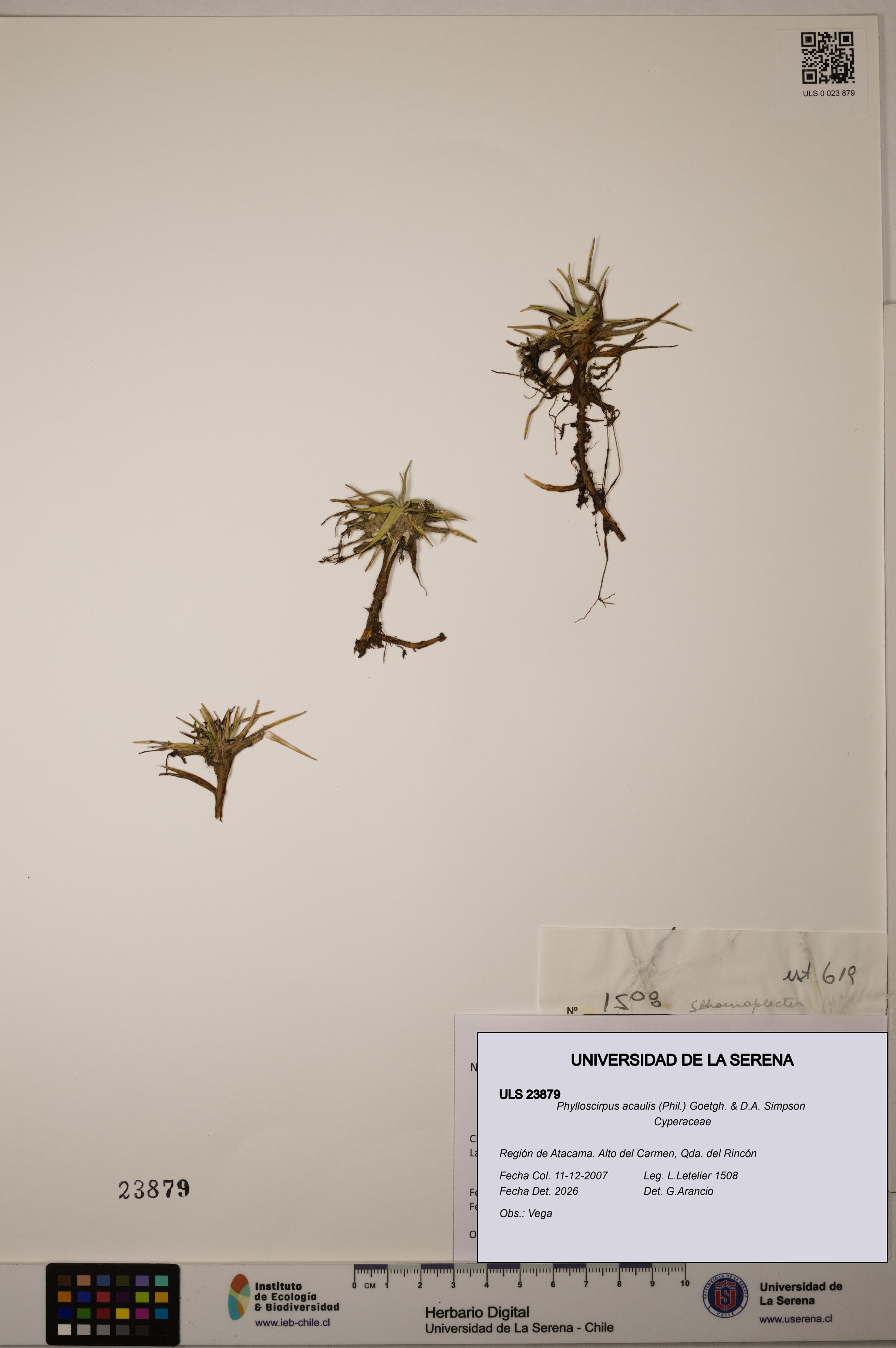 Phylloscirpus acaulis [Espécimen: ULS:ULS:0023879]