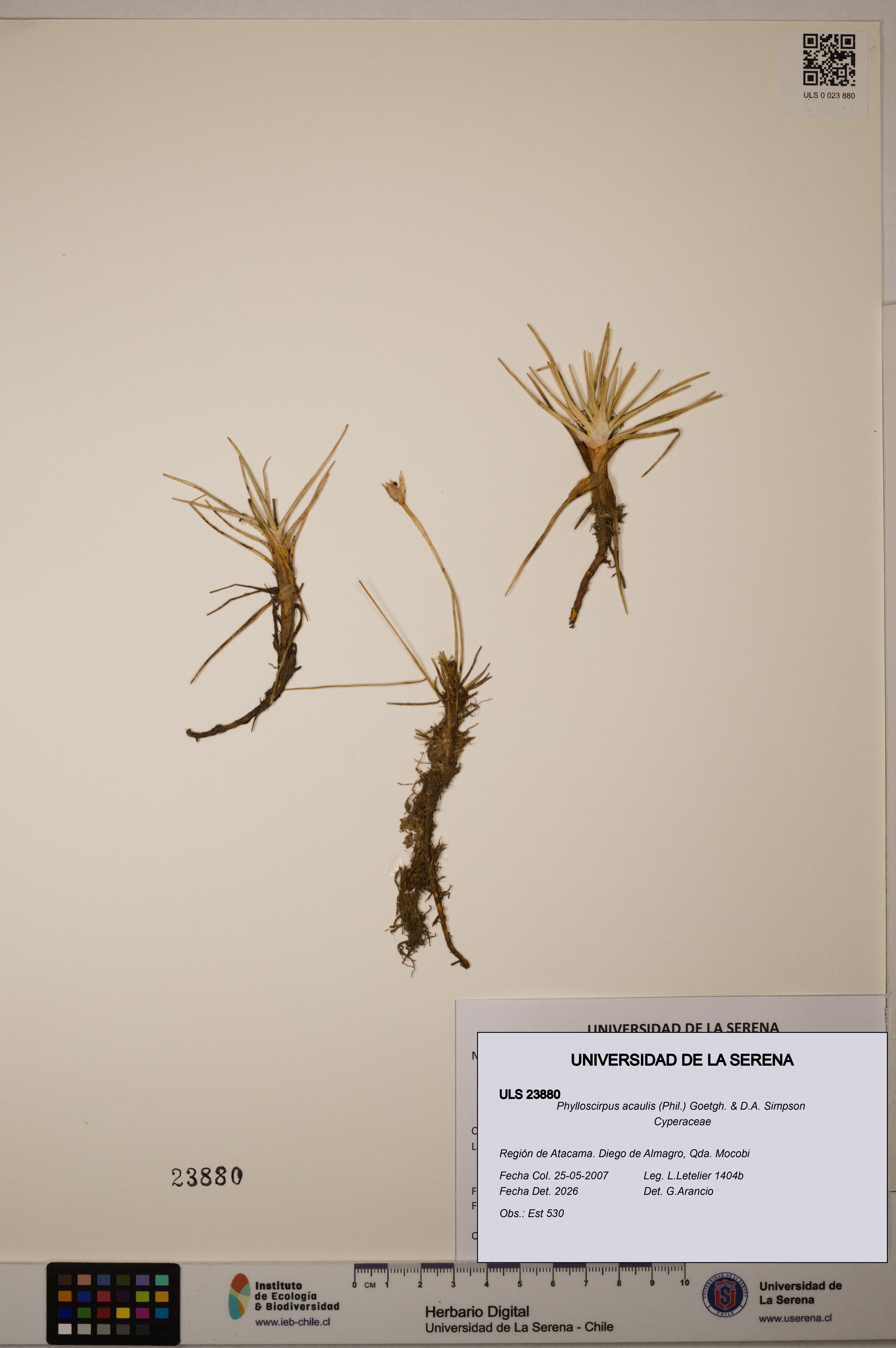 Phylloscirpus acaulis [Espécimen: ULS:ULS:0023880]