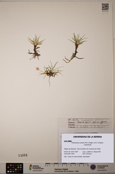 Phylloscirpus acaulis [Espécimen: ULS:ULS:0023881]