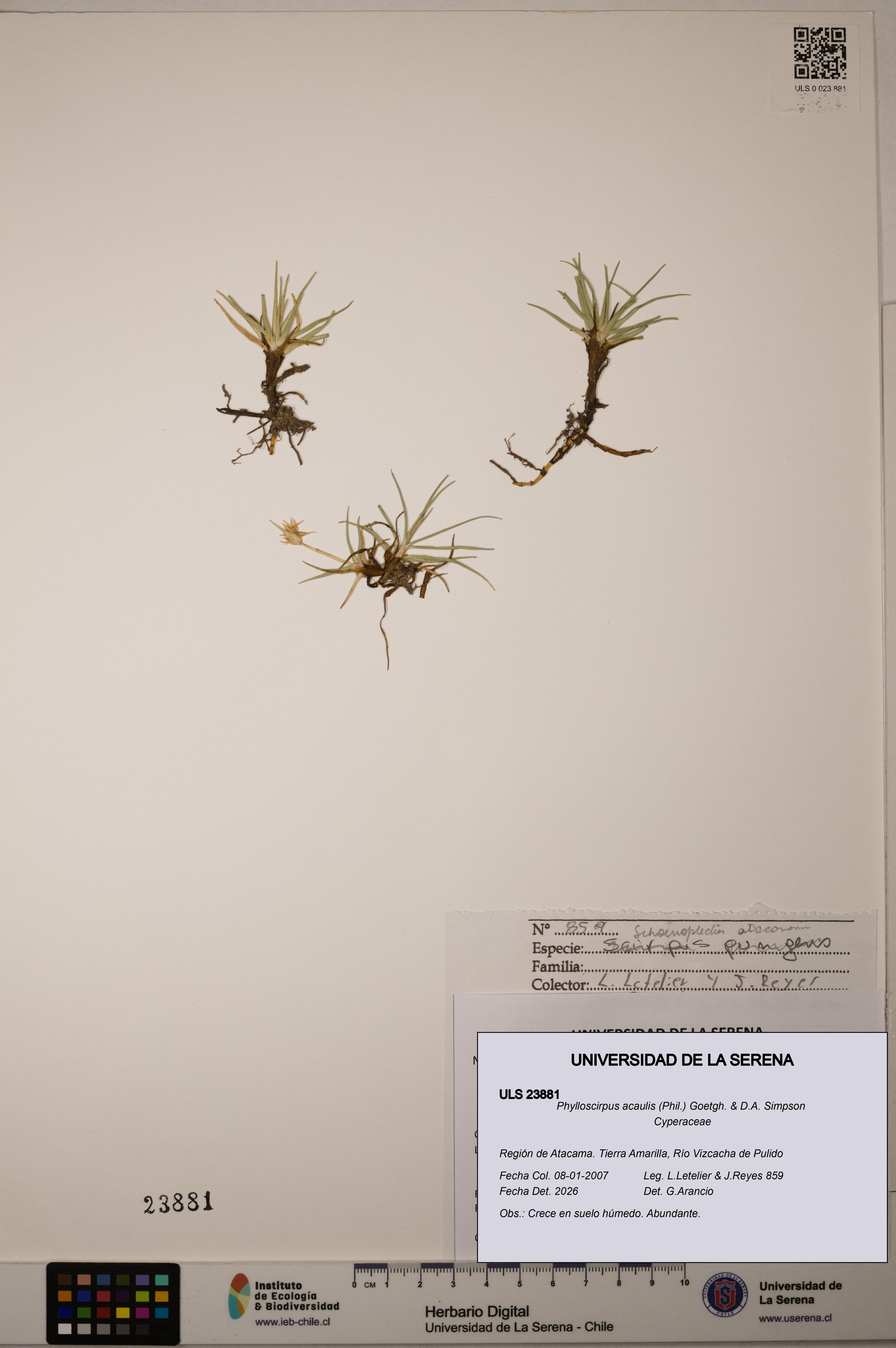 Phylloscirpus acaulis [Espécimen: ULS:ULS:0023881]